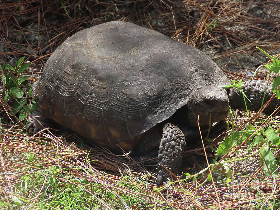 Gopher Tortoise Photograph by Steven Spak - Fine Art America