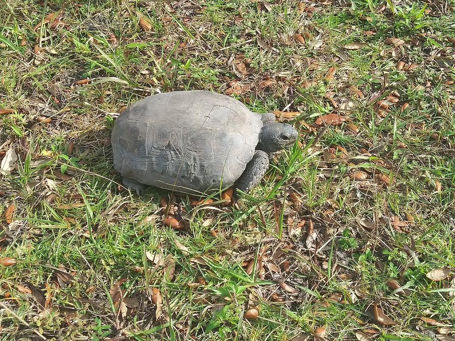 Gopher Tortoise Photograph by Tiffany Davidson - Pixels