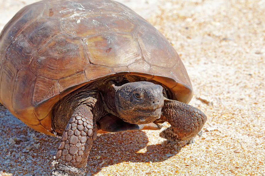 Gopher Tortoise Walking On The Beach Photograph by Daniel Caracappa ...