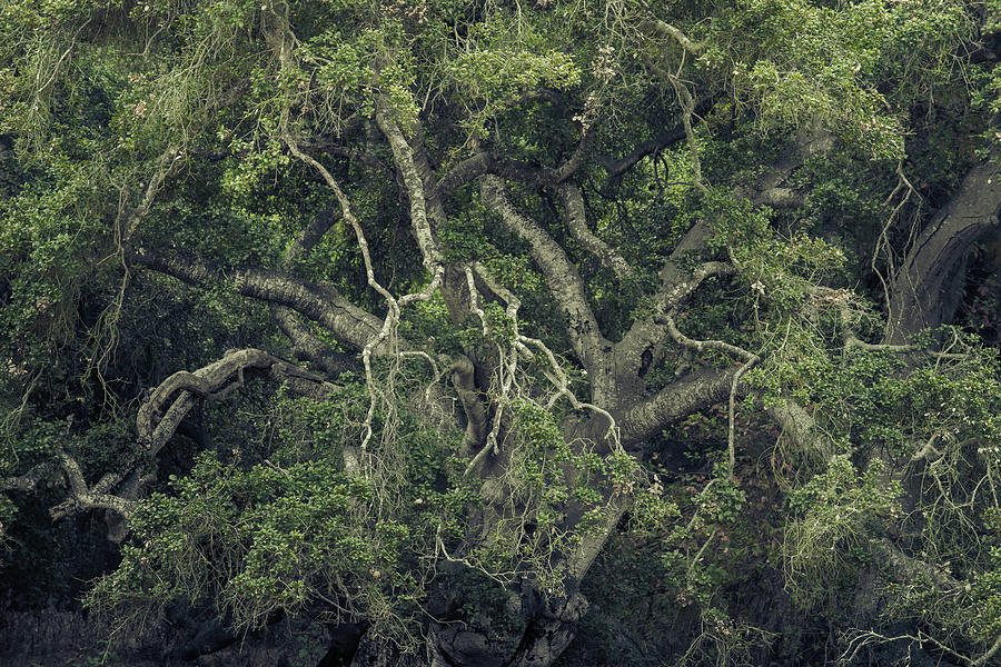 Gordian Oak Photograph by Alexander Kunz