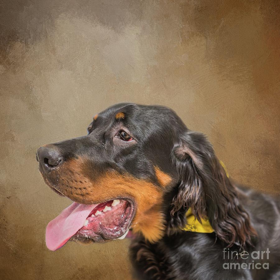 Dog Photograph - Gordon Setter Portrait by Eva Lechner
