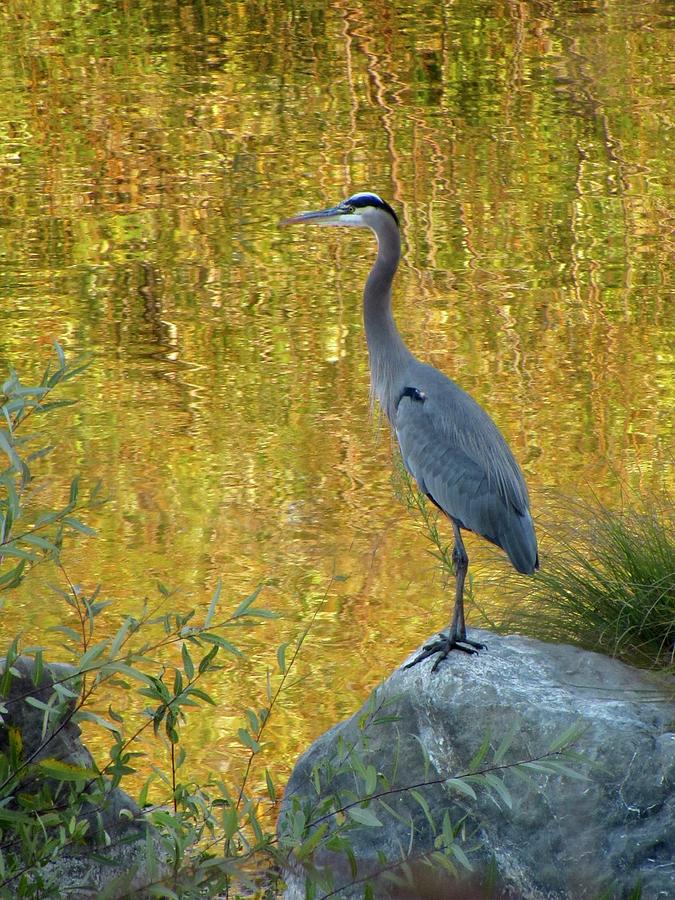 Gordon The Great Blue Heron Standing On A Rock Photograph By Ron Keeley 