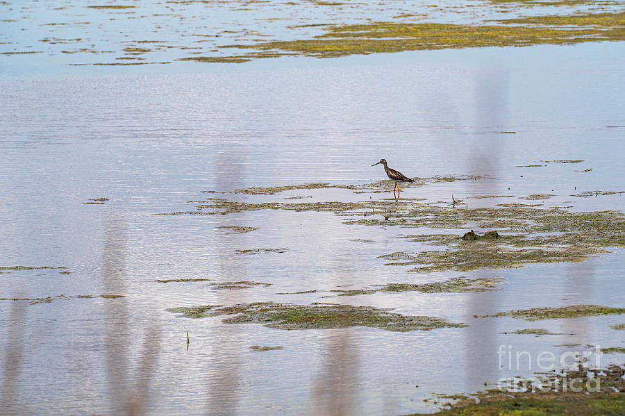 Gordons Pond Wading Bird Photograph by Bob Phillips