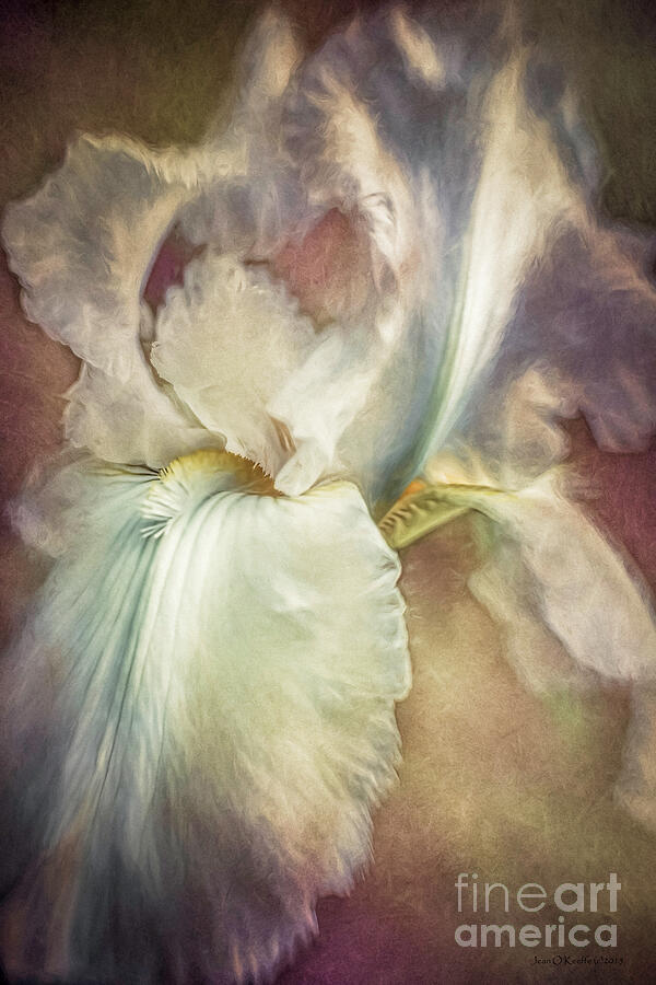 Gordons White Iris Digital Art by Macro Abundance Art Gordons White Iris Digital Art by Macro Abundance Art