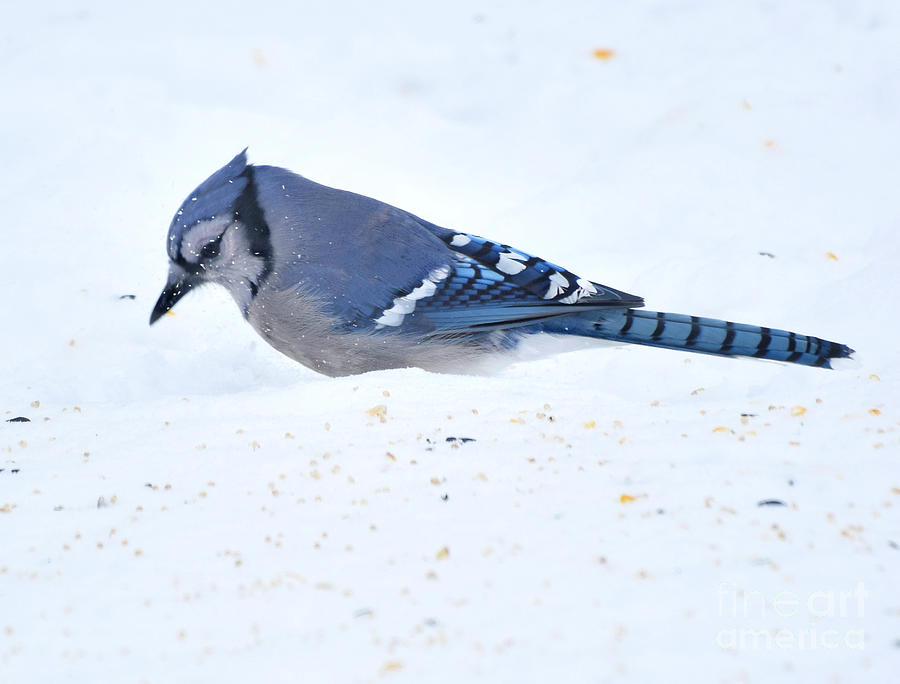 Gorgeous Blue Jay Photograph by Kathy M Krause