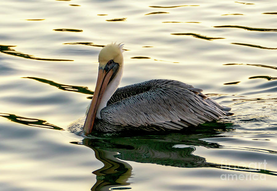 Gorgeous Brown Pelican Photograph by Sandra Js