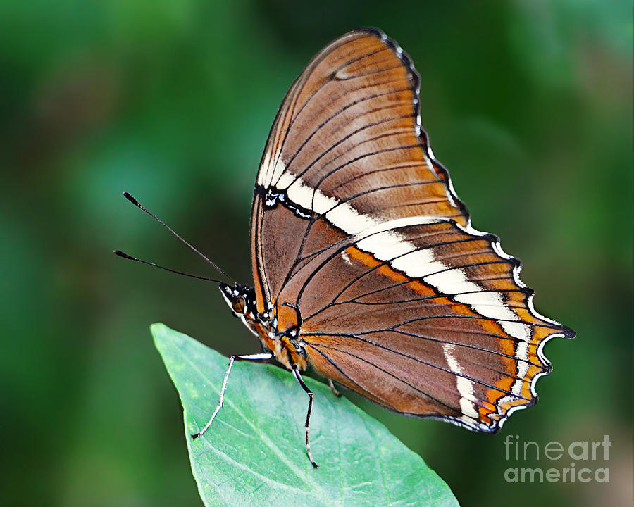 Gorgeous Butterfly Photograph by Kathy M Krause