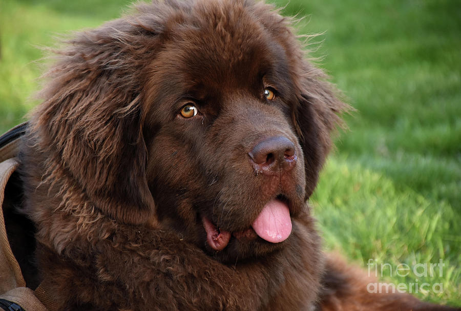 Gorgeous Chocolate Brown Newfoundland Pup in Grass Photograph by DejaVu Designs