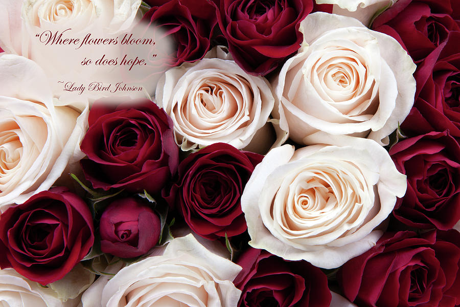 Gorgeous close-up of a Bouquet of Red and White Roses Photograph by Karen Lee Ensley