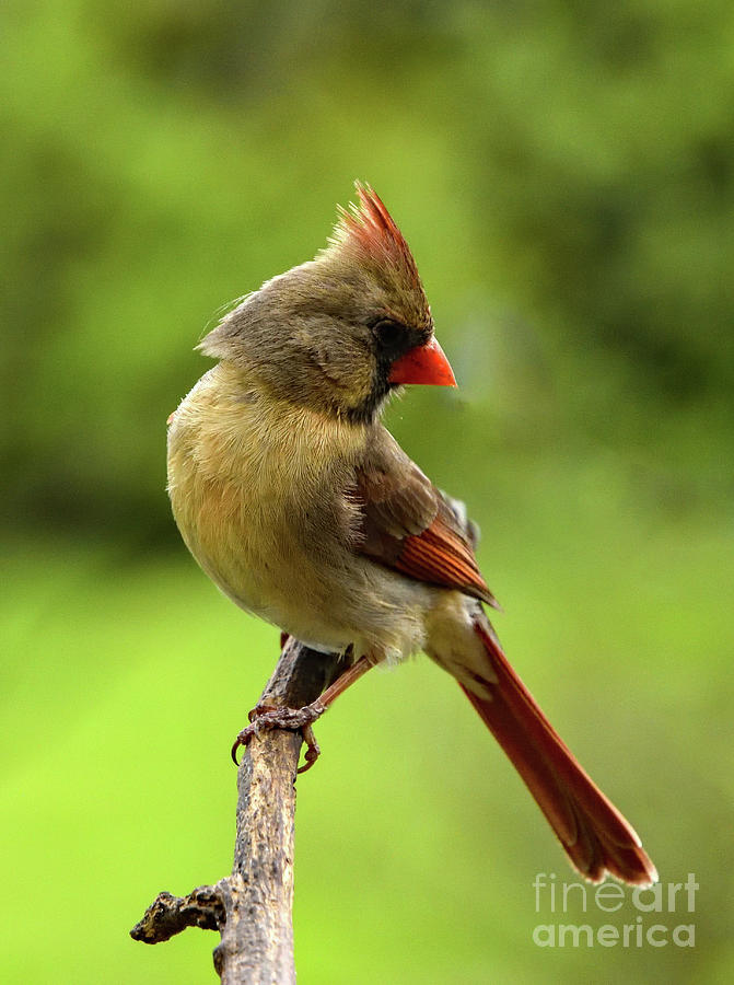 Nature Photograph - Gorgeous Coloring Of A Female Northern Cardinal by Cindy Treger