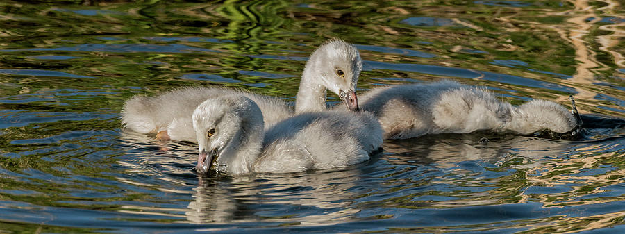 Gorgeous Cygnets In Idaho Photograph by Yeates Photography