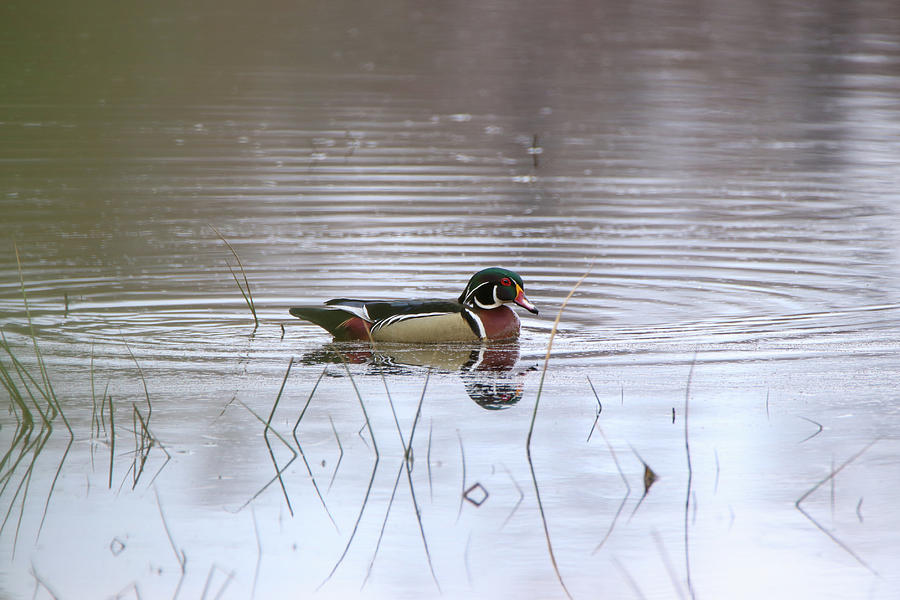 Gorgeous Duck Photograph by David Kipp