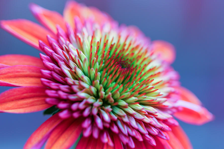 Gorgeous echinacea Photograph by Daniela Duncan