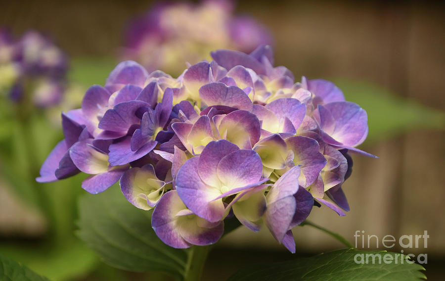Gorgeous Flowering Purple Hydrangea Blossoms in Bloom Photograph by DejaVu Designs