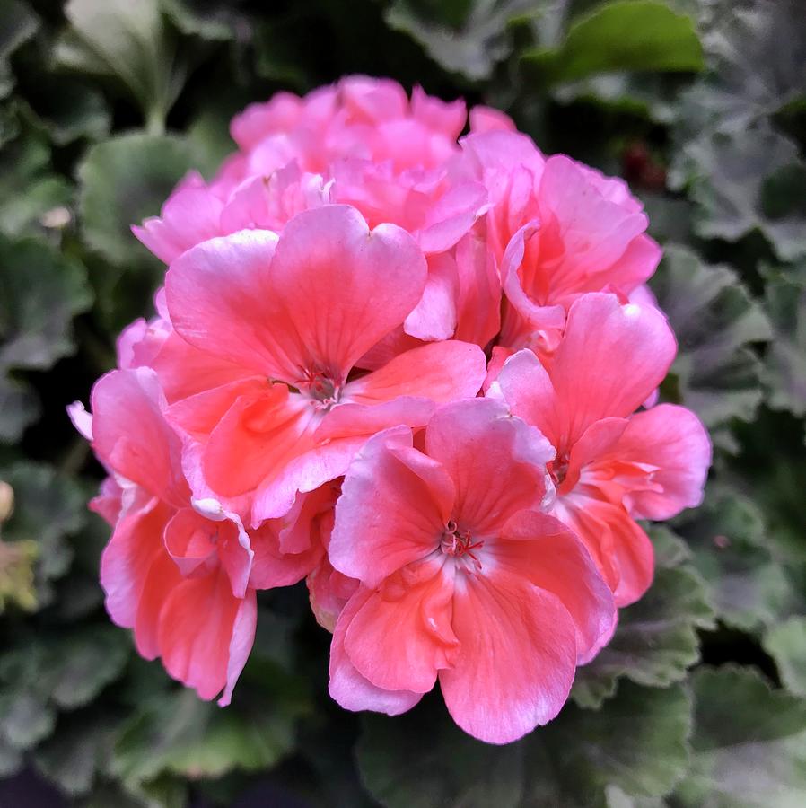 Gorgeous Geraniums Photograph by Richard Bryce and Family