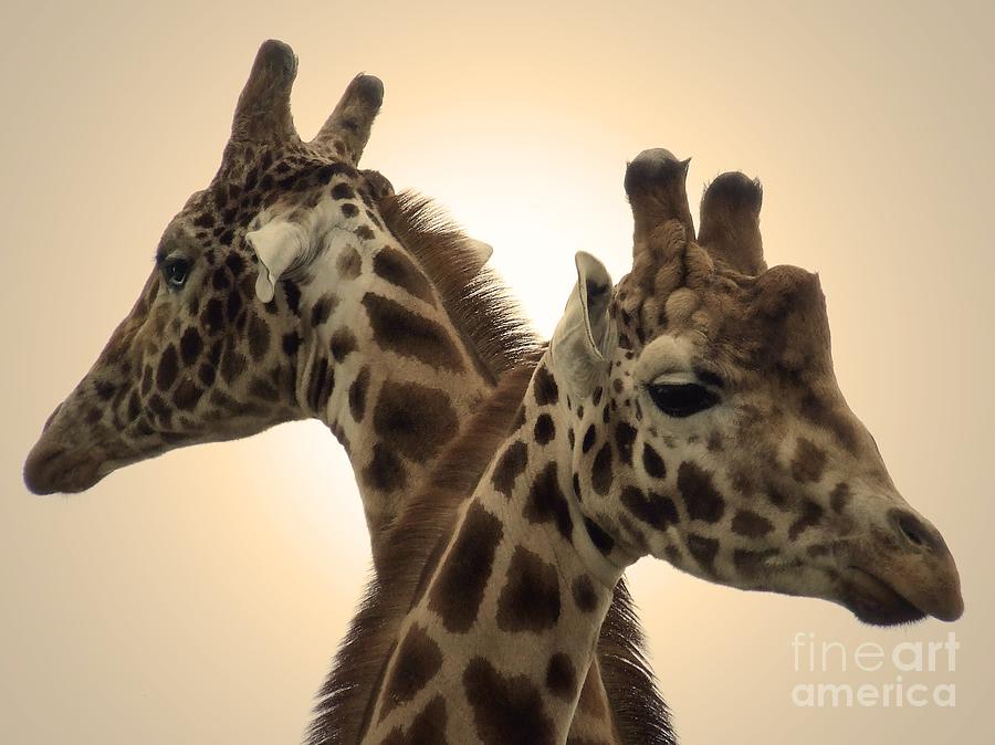 Gorgeous Giraffes Photograph by Gemma Reece-Holloway