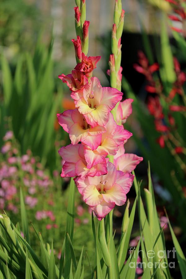 Gorgeous Gladiolus in the Garden Photograph by Carol Groenen
