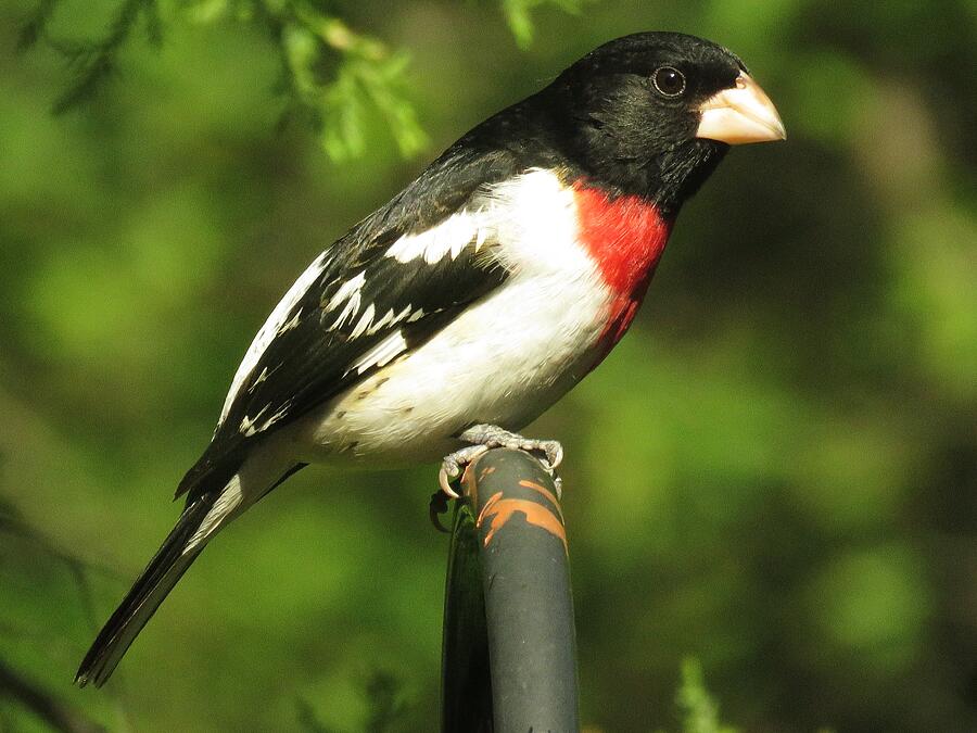 Gorgeous Grosbeak Photograph by Lori Frisch - Fine Art America