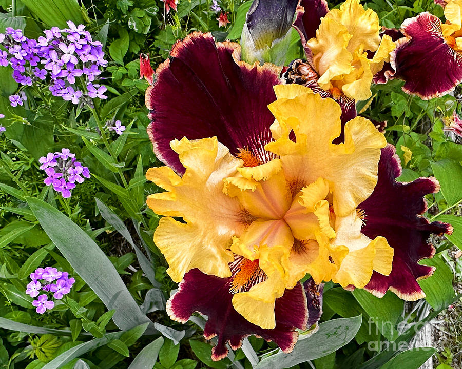 Gorgeous Iris And Sweet Rockets Photograph by Kathy M Krause