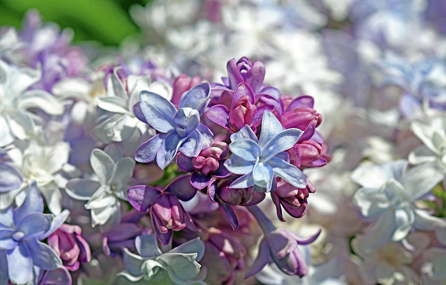 Gorgeous Lilacs Photograph by Debbie Oppermann