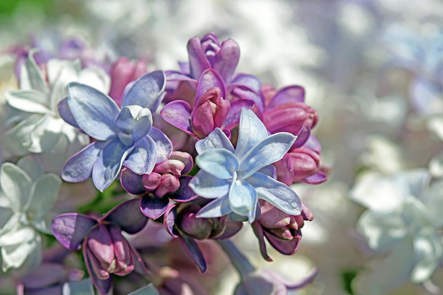 Gorgeous Lilacs I Photograph by Debbie Oppermann