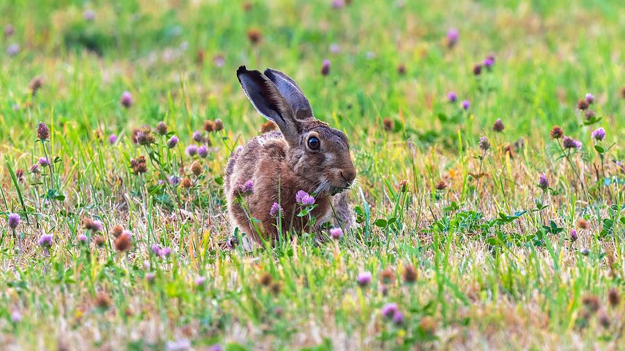 Gorgeous Magnificent Lonely Rabbit Meadow Ultra HD Photograph by ...