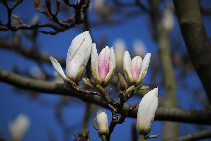 Gorgeous Magnolia Blossom Photograph