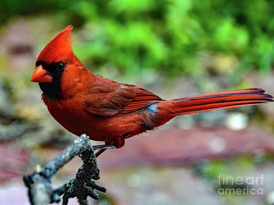 Gorgeous Male Northern Cardinal with raised Crest Photograph by Cindy ...