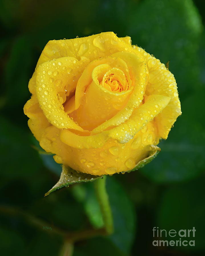 Gorgeous Misty Yellow Rose Photograph by Patrick Witz