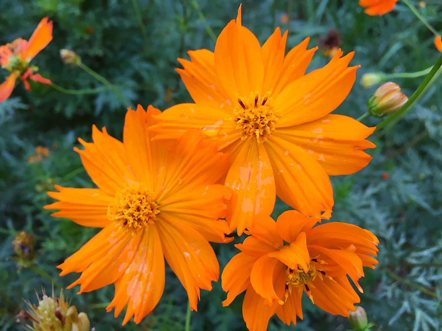 Gorgeous Orange Flowers of Japan Photograph by Totes and Accessories ...