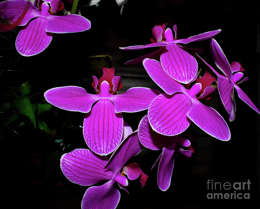 Neon Pink Orchids by Rachelle Celebrity Artist
