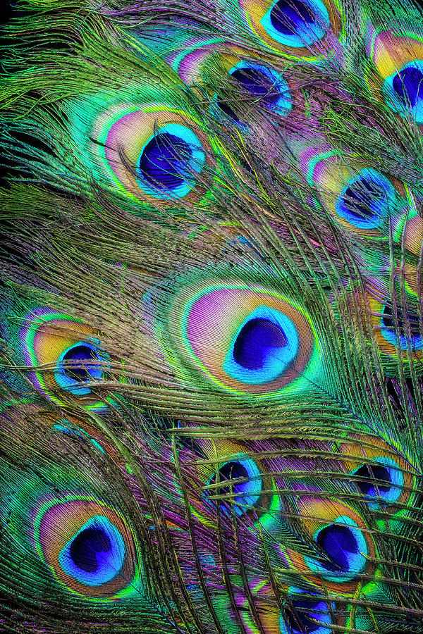 Amazing Peacock Feathers Photograph by Garry Gay - Pixels