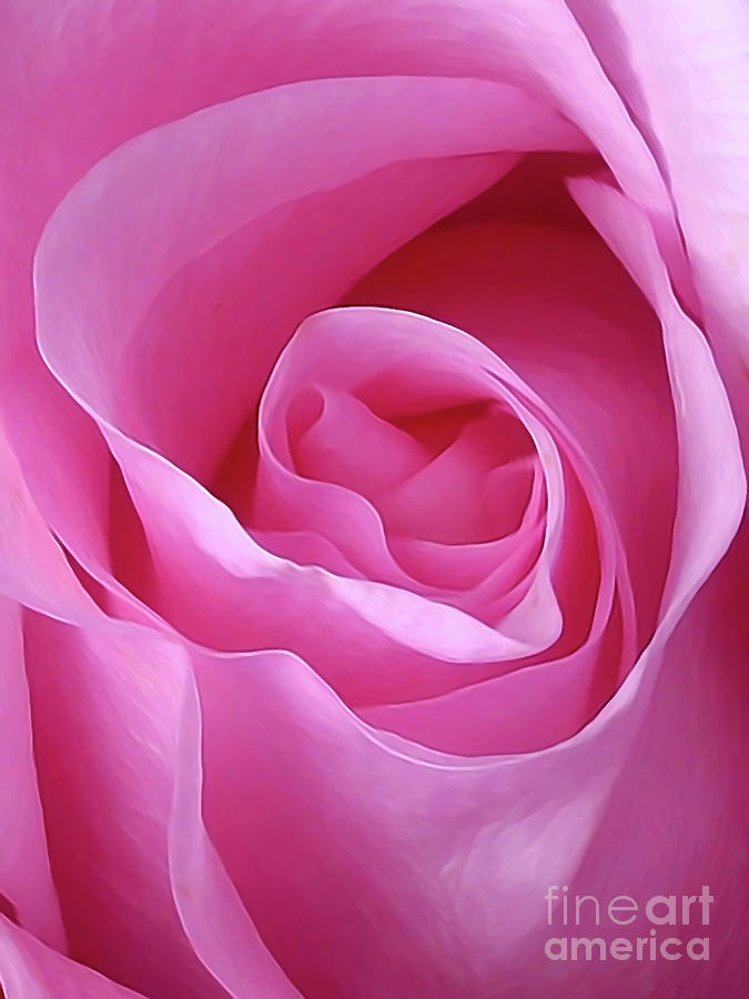 Gorgeous Pink Photograph by Amy Dundon
