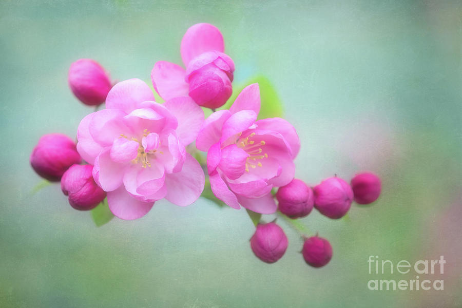 Gorgeous Pink Crabapple Blossoms Photograph by Anita Pollak