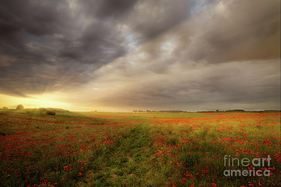 Norfolk poppy field sunrise landscape Photograph by Simon Bratt