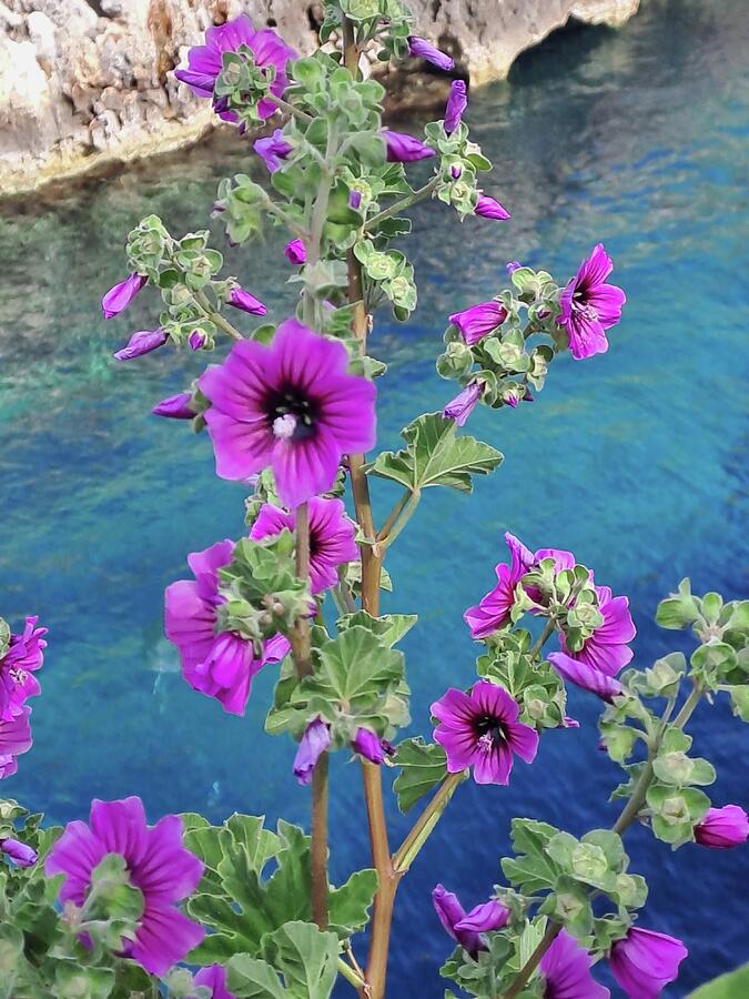 Nature Photograph - Gorgeous purple Malva flowers by Lucia Waterson
