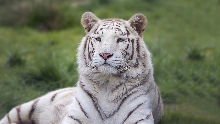 Gorgeous Rare Juvenile White Tiger Close Up Ultra HD Photograph by ...