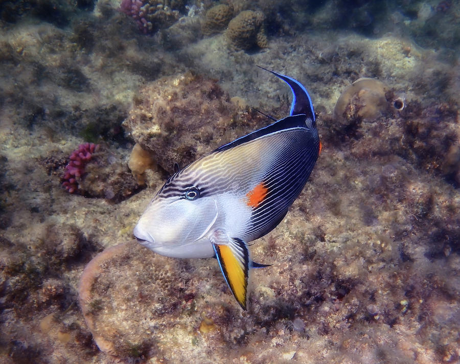 Gorgeous Red Sea Sohal Surgeonfish  Photograph by Johanna Hurmerinta
