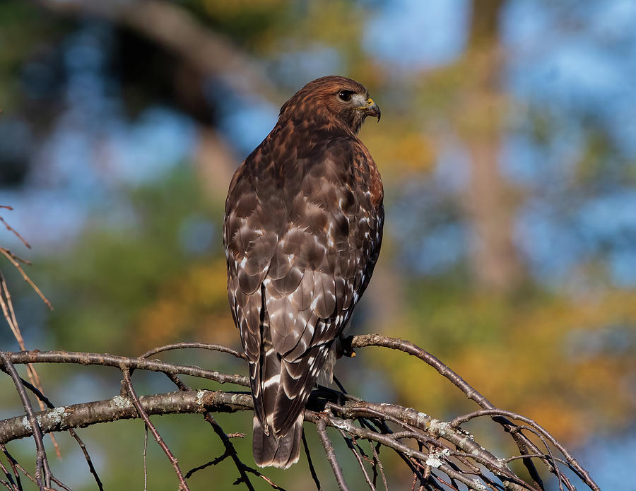 Gorgeous Red Shouldered Hawk Photograph by Chad Meyer