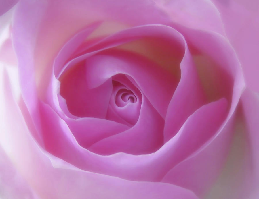 Gorgeous Soft Pink Rose Macro Photo 2 Photograph by Johanna Hurmerinta