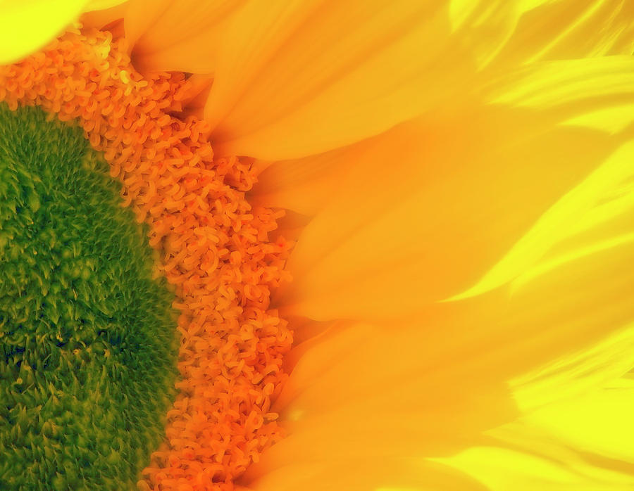 Gorgeous Sunflower Macro Photograph by Johanna Hurmerinta