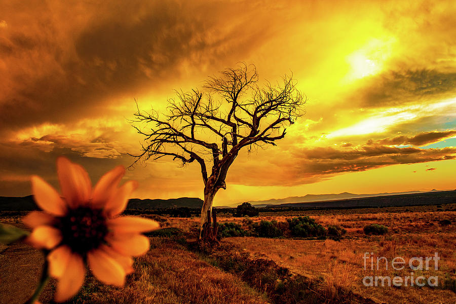 Gorgeous Sunset and sunflower with the Taos Welcome Tree Photograph by Elijah Rael
