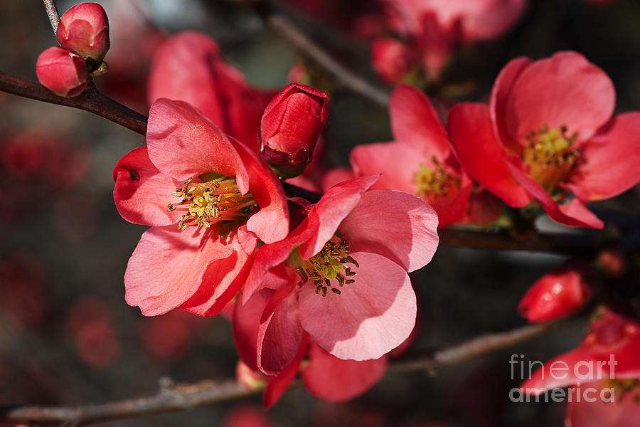 Gorgeous Tones Of Flowering Quince Photograph by Joy Watson