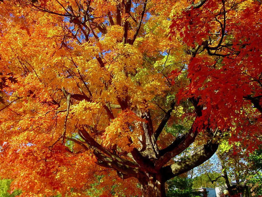 Gorgeous tree Photograph by Stephanie Moore