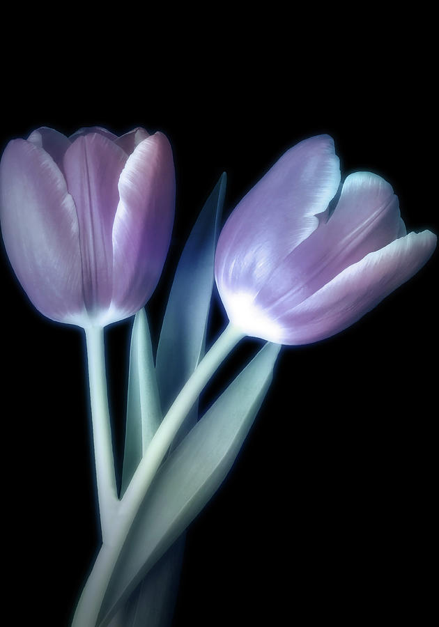 Gorgeous Tulip Duo Photograph by Johanna Hurmerinta