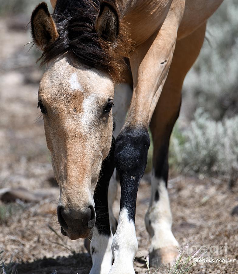 Wild Colors Photograph by Bobbie Moller Fine Art America