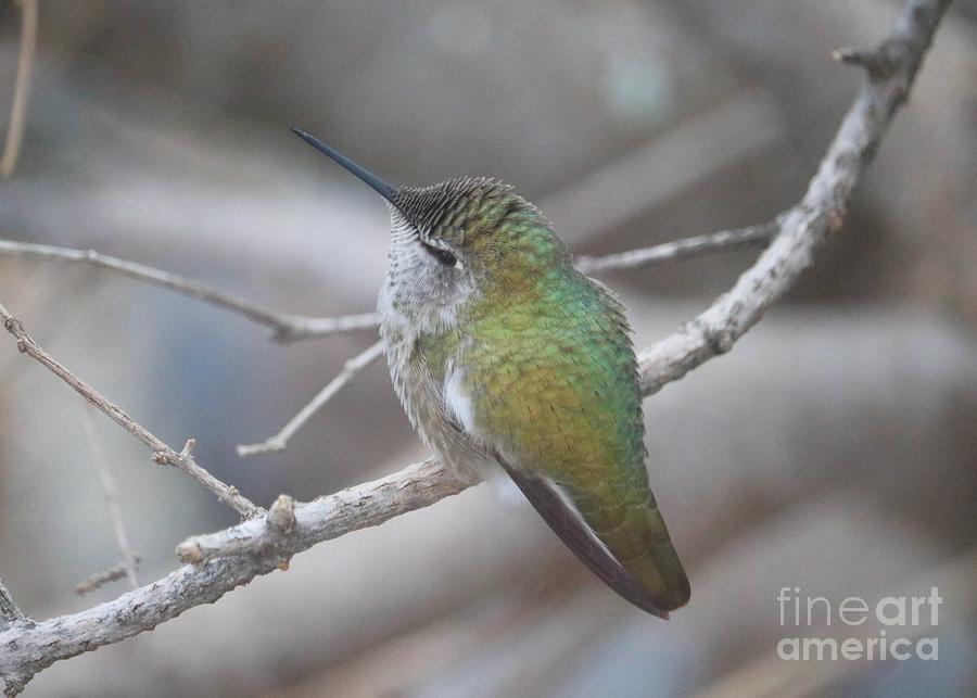 Gorgeous Winter Hummingbird Photograph by Carol Groenen