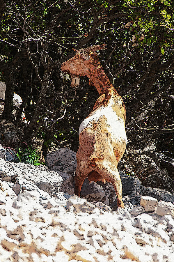 Gorges de lArdeche Active Goat 4 Photograph by Bob Phillips