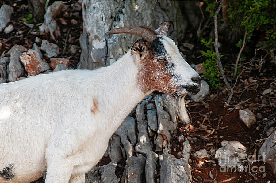Gorges de lArdeche Goat Portrait Photograph by Bob Phillips