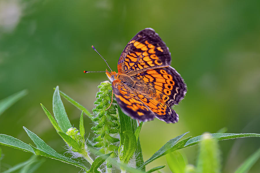 Butterfly Photograph - Gorgone Checkerspot Butterfly by Morris Finkelstein